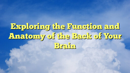 Exploring the Function and Anatomy of the Back of Your Brain