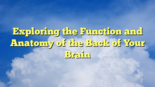 Exploring the Function and Anatomy of the Back of Your Brain