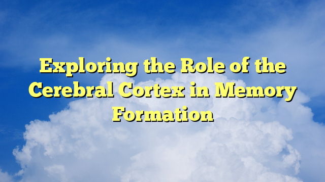 Exploring the Role of the Cerebral Cortex in Memory Formation