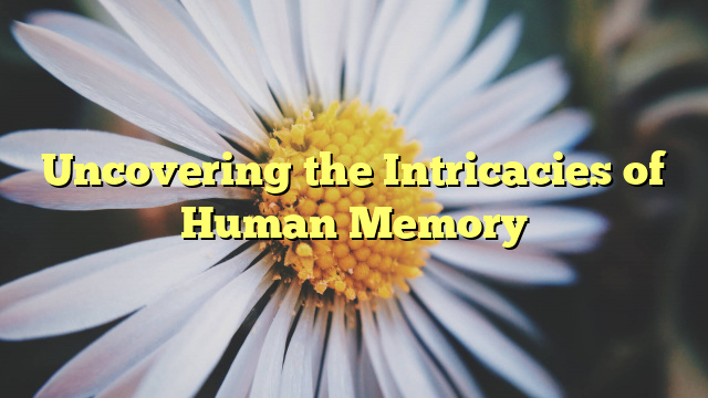 Uncovering the Intricacies of Human Memory